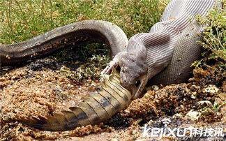 蟒蛇吃鳄鱼视频,蟒蛇捕食鳄鱼，生死对决一触即发