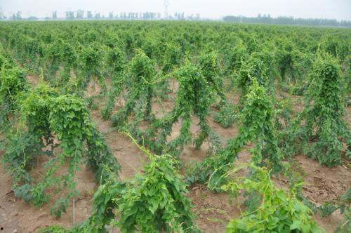 山药种植技术视频教程,从播种到收获的全程指导