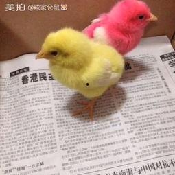 小鸡打针视频教学视频,轻松掌握宠物护理技巧