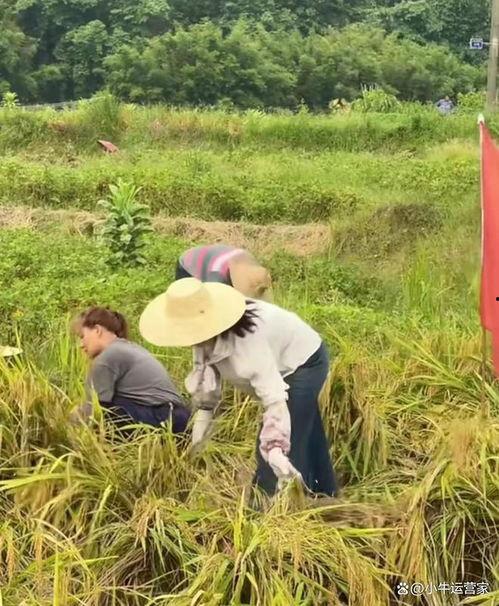 割水稻视频,割水稻视频背后的农业现代化篇章