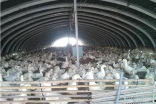 笼养鸭视频,视频带你走进鸭舍世界