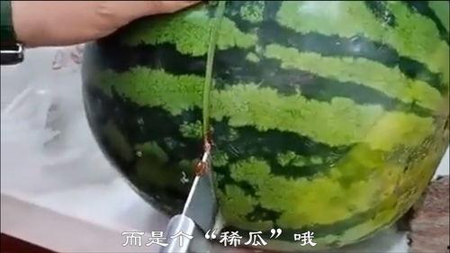 西瓜搞笑视频,笑果连连，欢乐无限