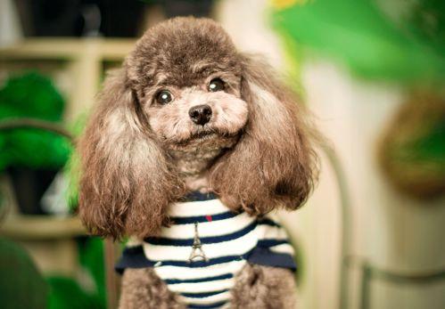 泰迪毛怎么剪视频教程