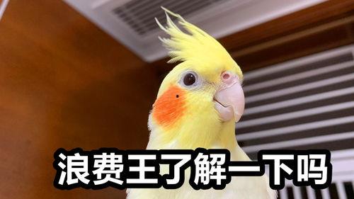 养鹦鹉视频,揭秘鹦鹉日常生活的趣味瞬间