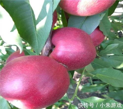 枣油桃视频,甜蜜邂逅，探寻天然果香之旅