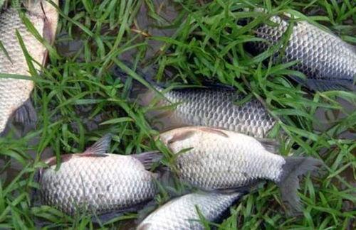 钓鲫鱼视频野钓实战,视频教学带你轻松上钩