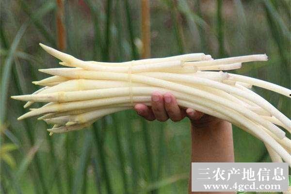 藕带种植技术视频