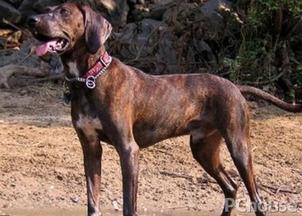 普罗特打猎视频,追踪野性的足迹