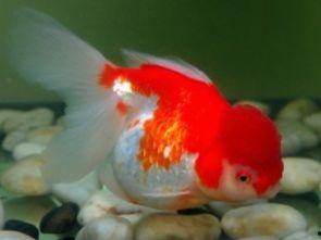 名贵金鱼视频,视频揭秘珍稀品种风采