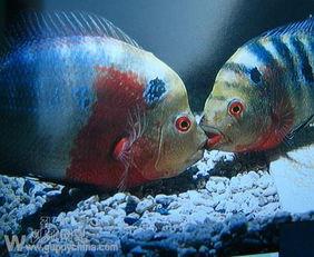 孔雀鱼的繁殖视频,孵化过程全记录